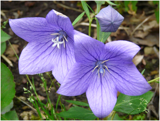 Platycodon grandiflorus