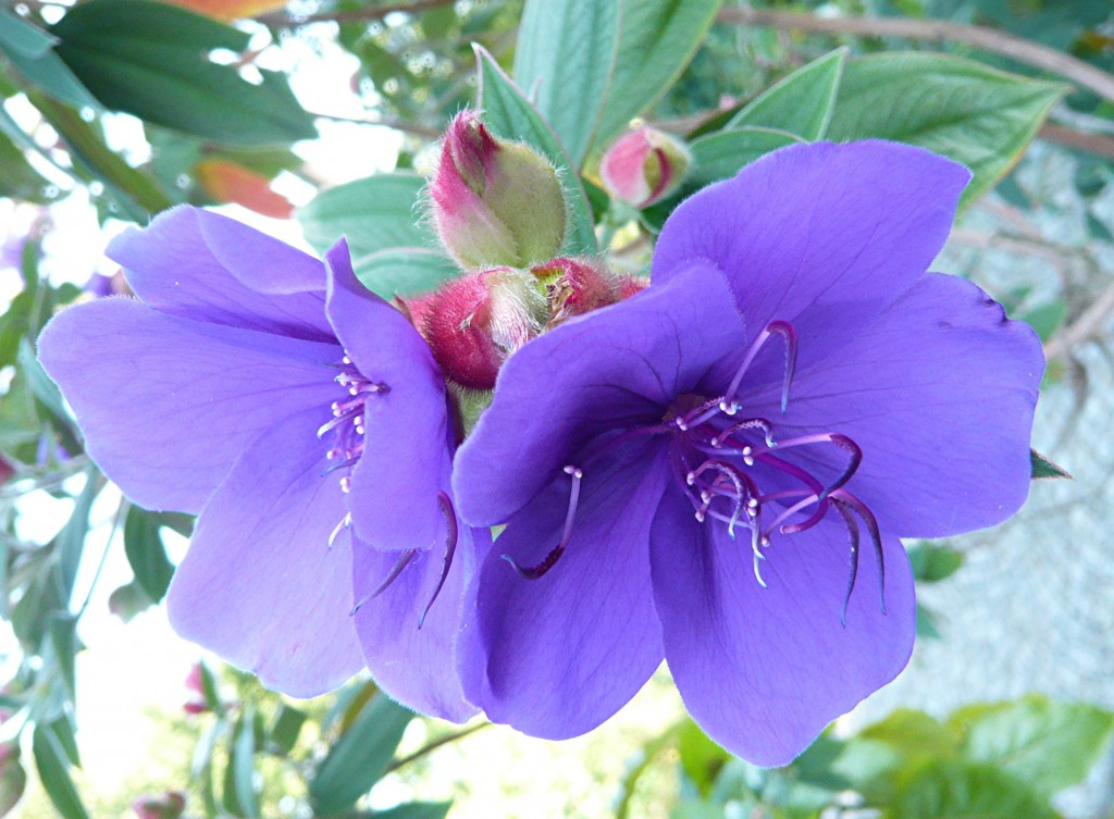 P1110525-Tibouchina-urvilleana-DC.-Cogn.-Prinzessinnenstrauch-S-Brasilien1