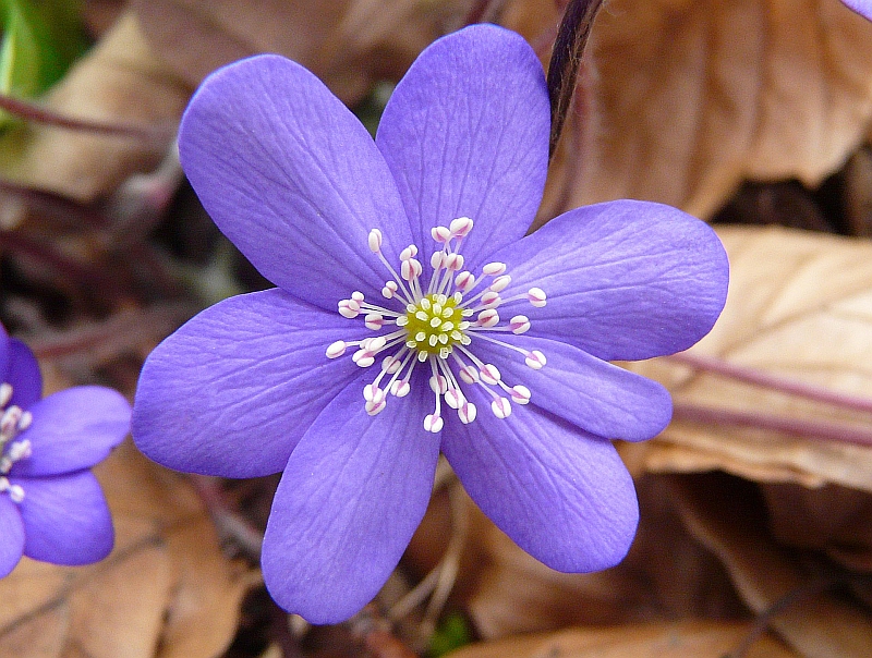 P1660173-1 - Hepatica nobilis Mill. - Leberblümchen, Europa bis O-Asien