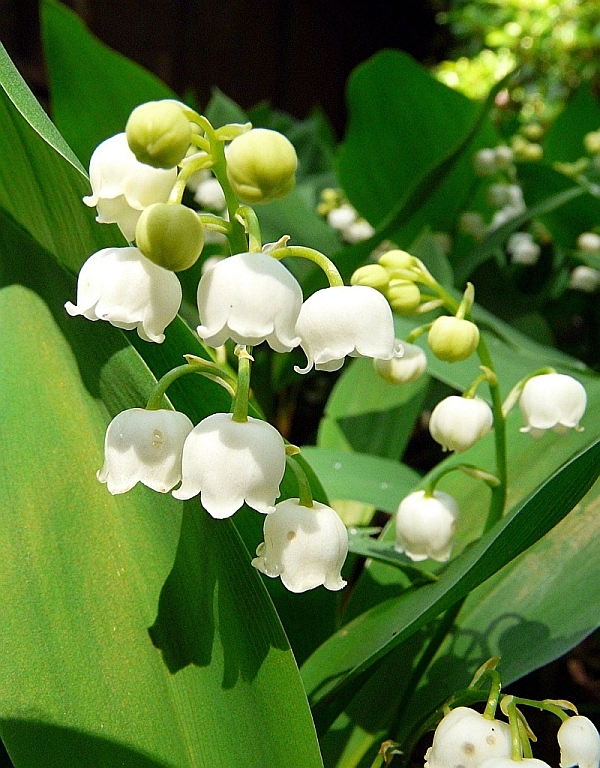 P1390365a - Convallaria majalis L. - Maiglöckchen, Europa bis W-Asien, Kaukasus, O-Asien