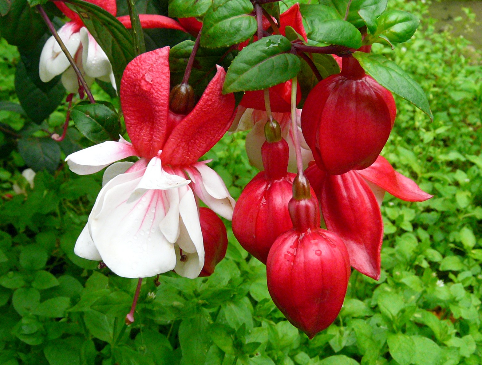 P1200450- Fuchsia Cultivars 'Swingtime' - Fuchsie, Gartenform