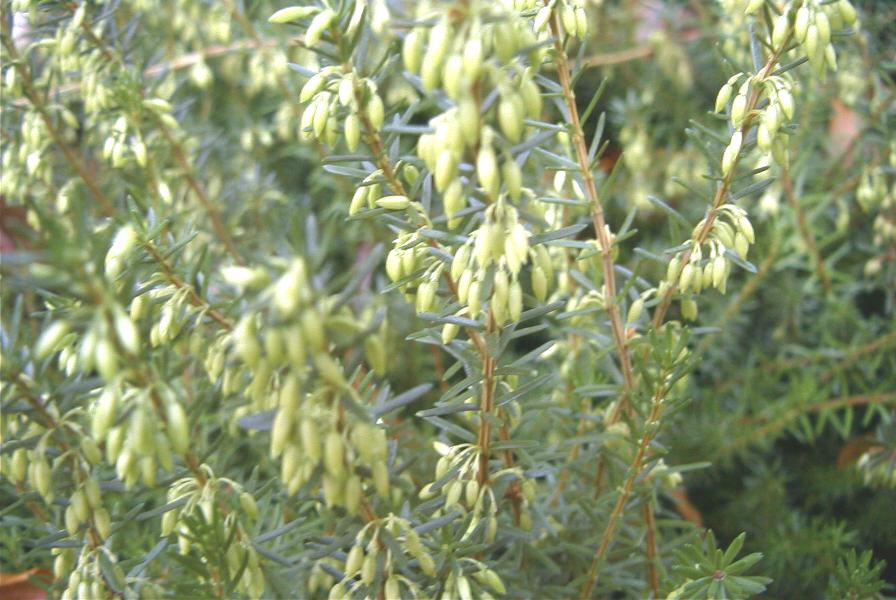 Erica carnea