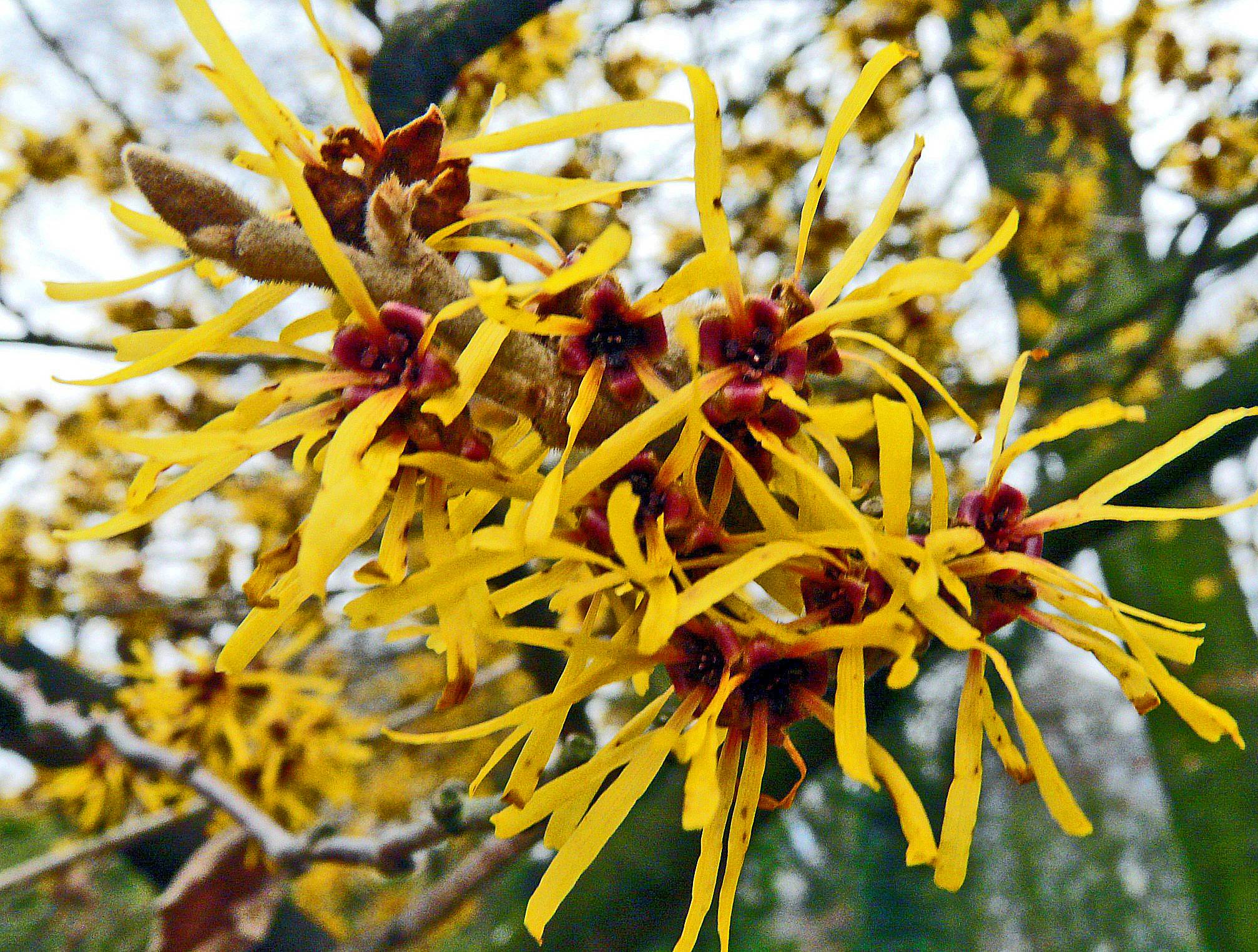 P1930878 - Hamamelis mollis Oliv - Chinesische Zaubernuss China