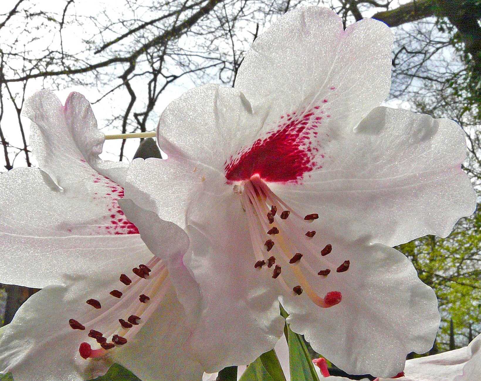 P1350421 - Rhododendron calophytum Franch - Rhododendron W-SzetschuanTibet