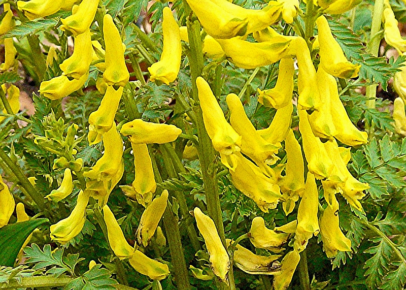 P1350483 - Pseudofumaria lutea (syn.Corydalis lutea) – Gelber Lerchensporn