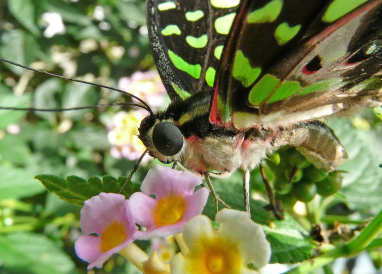 16.09.2011 Eröffnung der Schmetterlingsausstellung Botanischer Garten