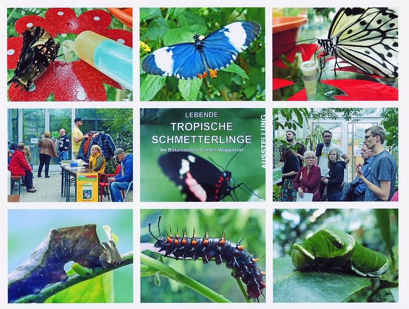 a Tropische Schmetterlinge - Ausstellung vom 18.9. bis 18.10.2015 - verkleinert