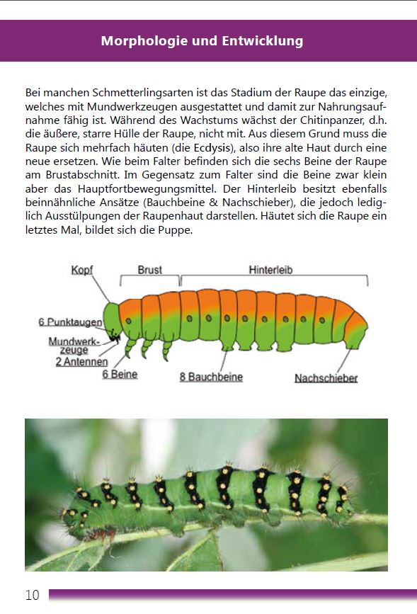 Tropische Schmetterlinge Entwicklung