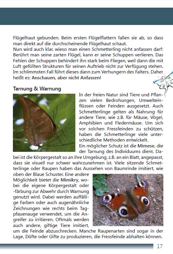 Tropische Schmetterlinge Seite 17