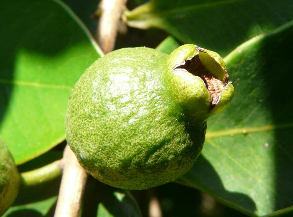 Psidium littorale, Erdbeerguave