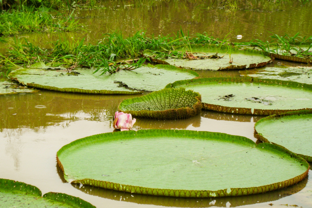 Victoria amazonica, © Monika Steinhof