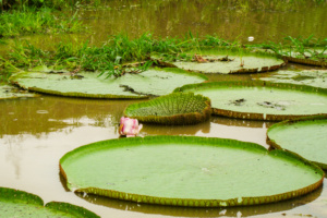 Victoria amazonica, © Monika Steinhof